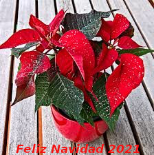 Felicitacionenlace